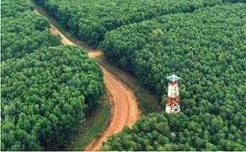 DBH Kehutanan Riau 2026 Turun Jadi Rp 62,3 Miliar, 1,58 Juta Hektare Hutan Dikuasai 54 Perusahaan HTI